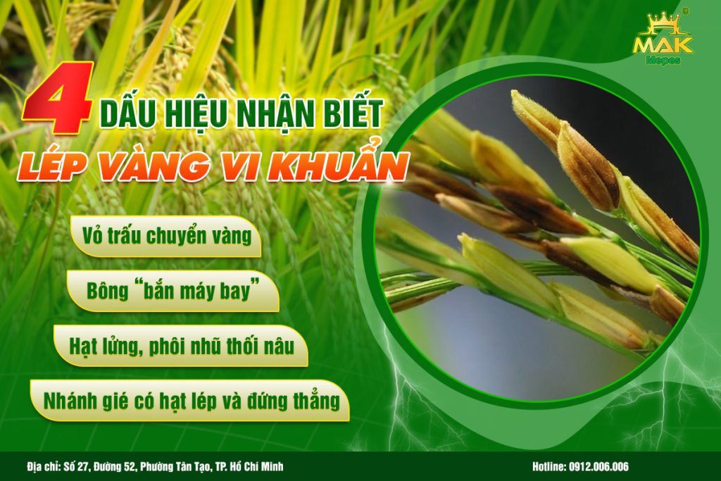 4 dấu hiệu nhận biết bệnh lép vàng vi khuẩn trên lúa