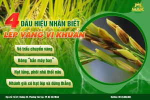 4 dấu hiệu nhận biết bệnh lép vàng vi khuẩn trên lúa