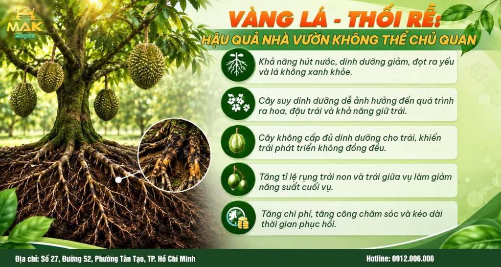 Bệnh vàng lá thối rễ gây ra những hậu quả gì cho vườn sầu riêng