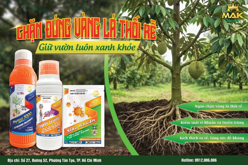 Bộ giải pháp phòng trị vàng lá thối rễ