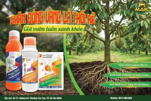 Bộ giải pháp phòng trị vàng lá thối rễ