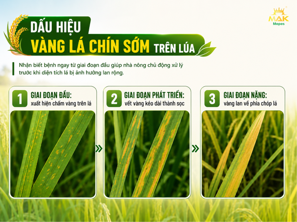 Dấu hiệu vàng lá chín sớm trên lúa qua các giai đoạn bệnh