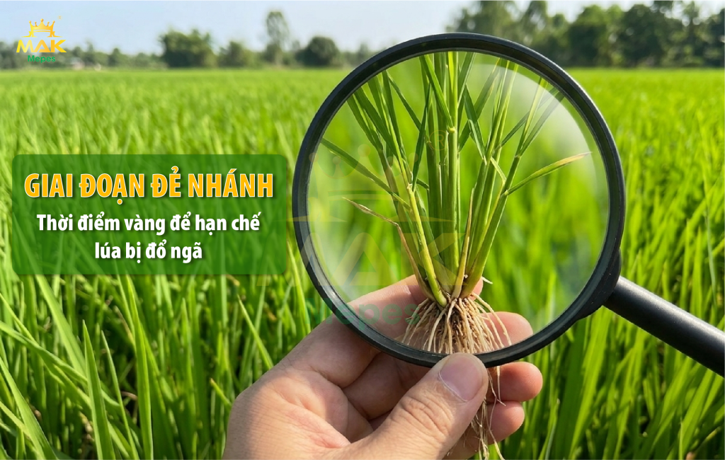 Giai đoạn đẻ nhánh - Thời điểm vàng hạn chế lúa bị đổ ngã