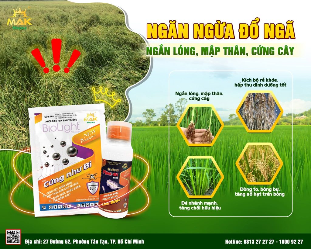 Giải pháp hạn chế lúa bị đổ ngã, hỗ trợ ngắn lóng, mập thân, cứng cây - Bộ giải pháp Cứng Như Bi và Mak-bi