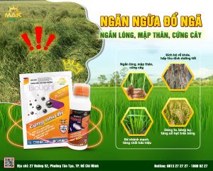Giải pháp hạn chế lúa bị đổ ngã, hỗ trợ ngắn lóng, mập thân, cứng cây - Bộ giải pháp Cứng Như Bi và Mak-bi