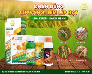 Giải pháp phòng bệnh lép vàng và lem lép hạt trên lúa