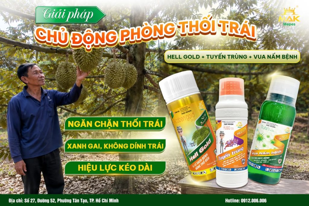 Giải pháp phòng trị thối trái sầu riêng hiệu quả trong mùa mưa