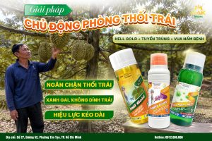 Giải pháp phòng trị thối trái sầu riêng hiệu quả trong mùa mưa