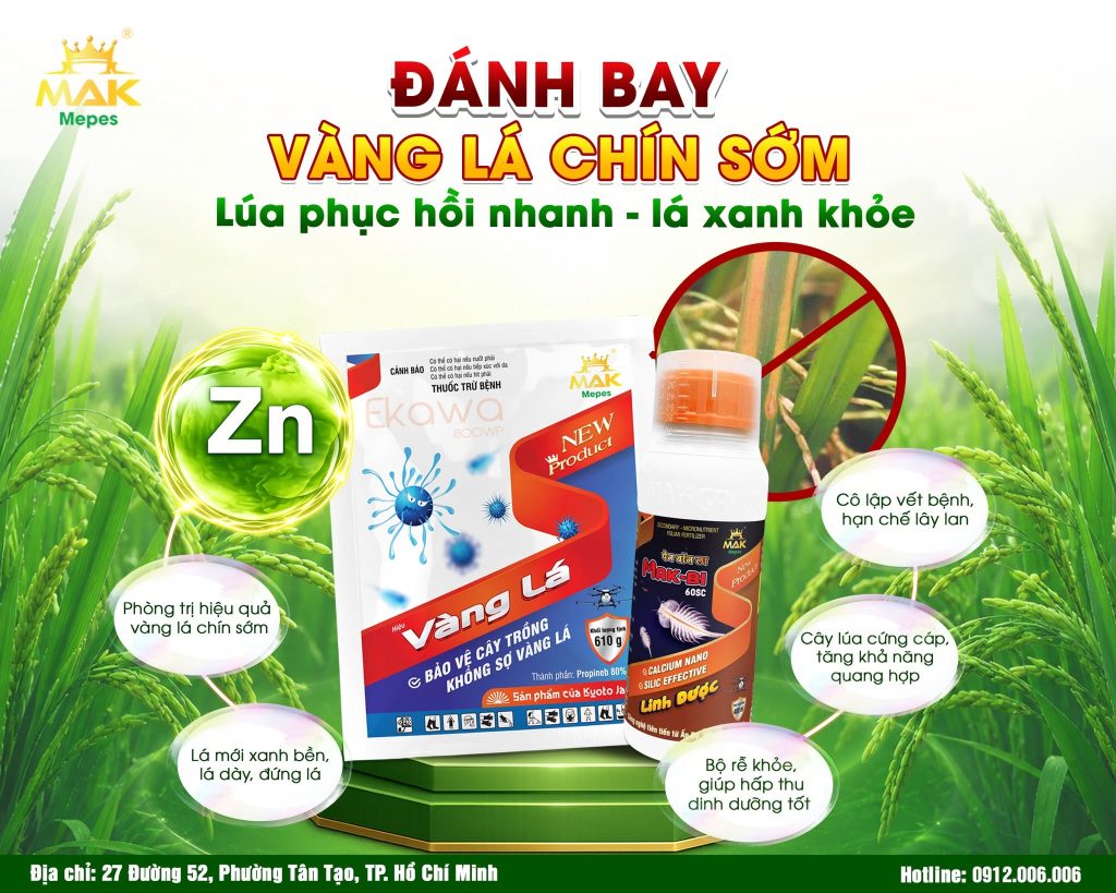 Giải pháp quản lý bệnh vàng lá chín sớm trên lúa