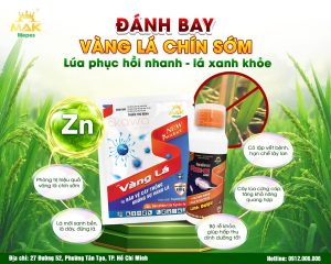 Giải pháp quản lý bệnh vàng lá chín sớm trên lúa