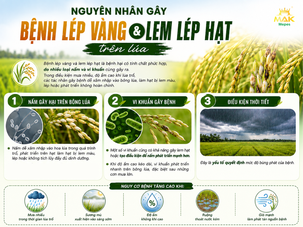 Nguyên nhân gây bệnh lép vàng và lem lép hạt trên lúa