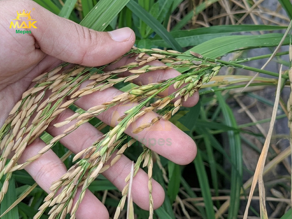 Nhận biết nhanh bệnh lép vàng vi khuẩn trên lúa
