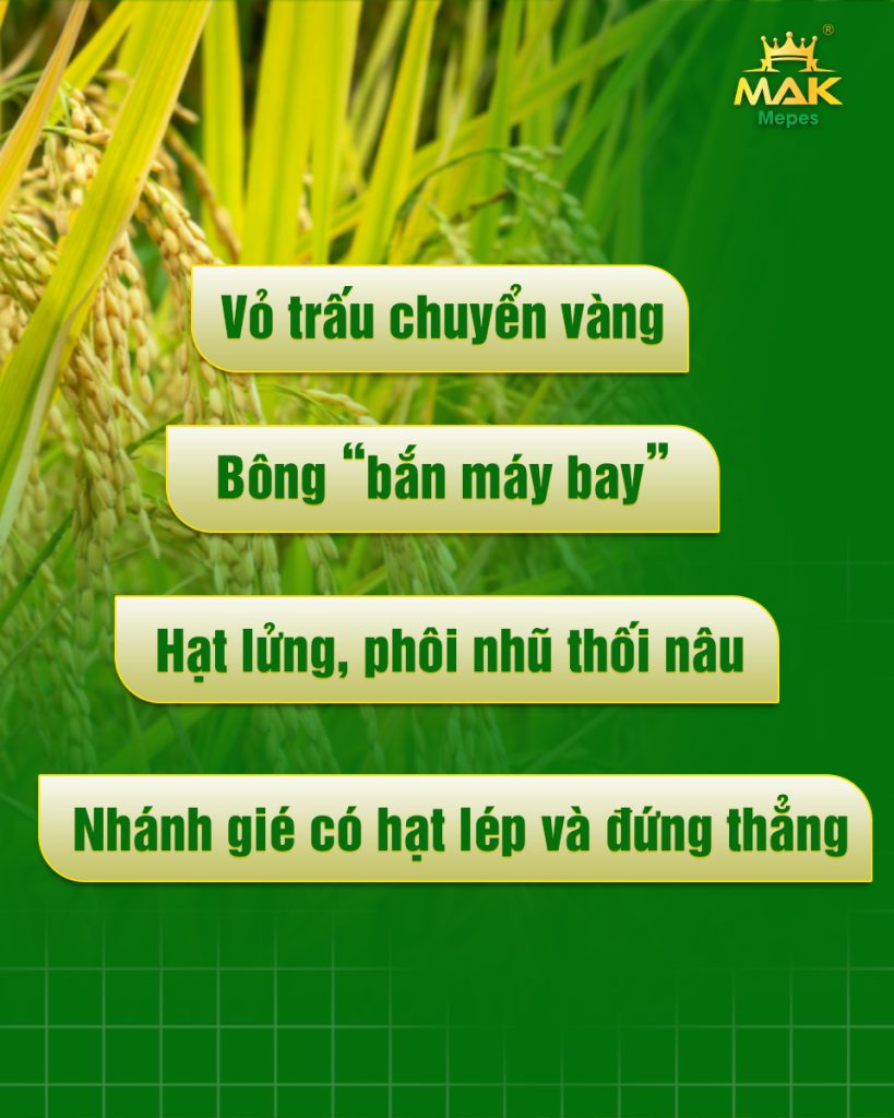 4 dấu hiệu nhận biết nhanh bệnh lép vàng vi khuẩn trên lúa