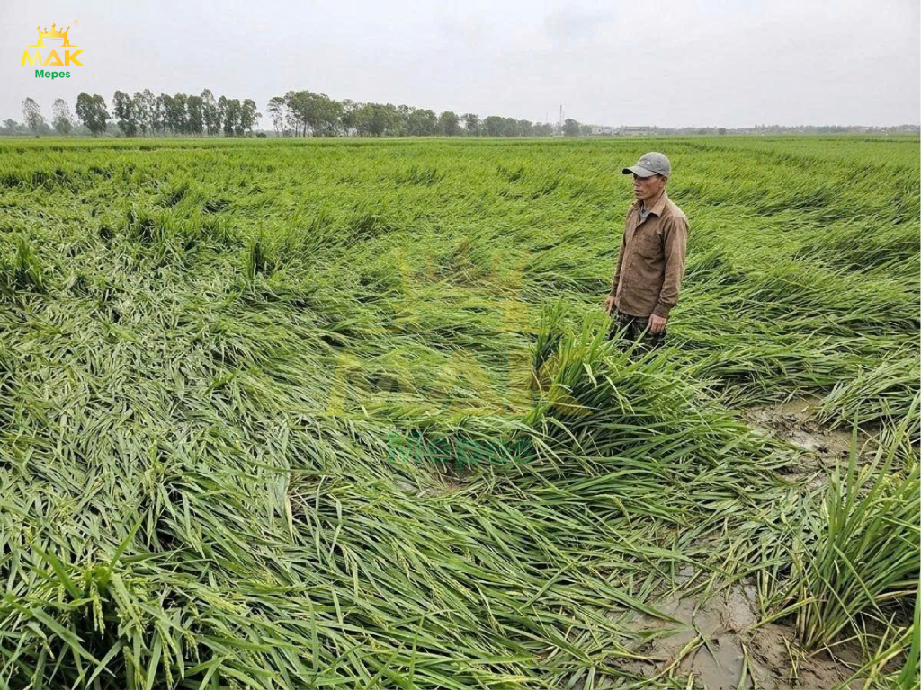Ruộng lúa bị đổ ngã 