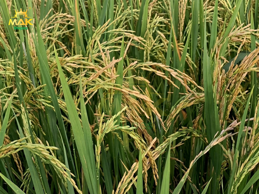 Ruộng lúa bị bệnh lép vàng vi khuẩn