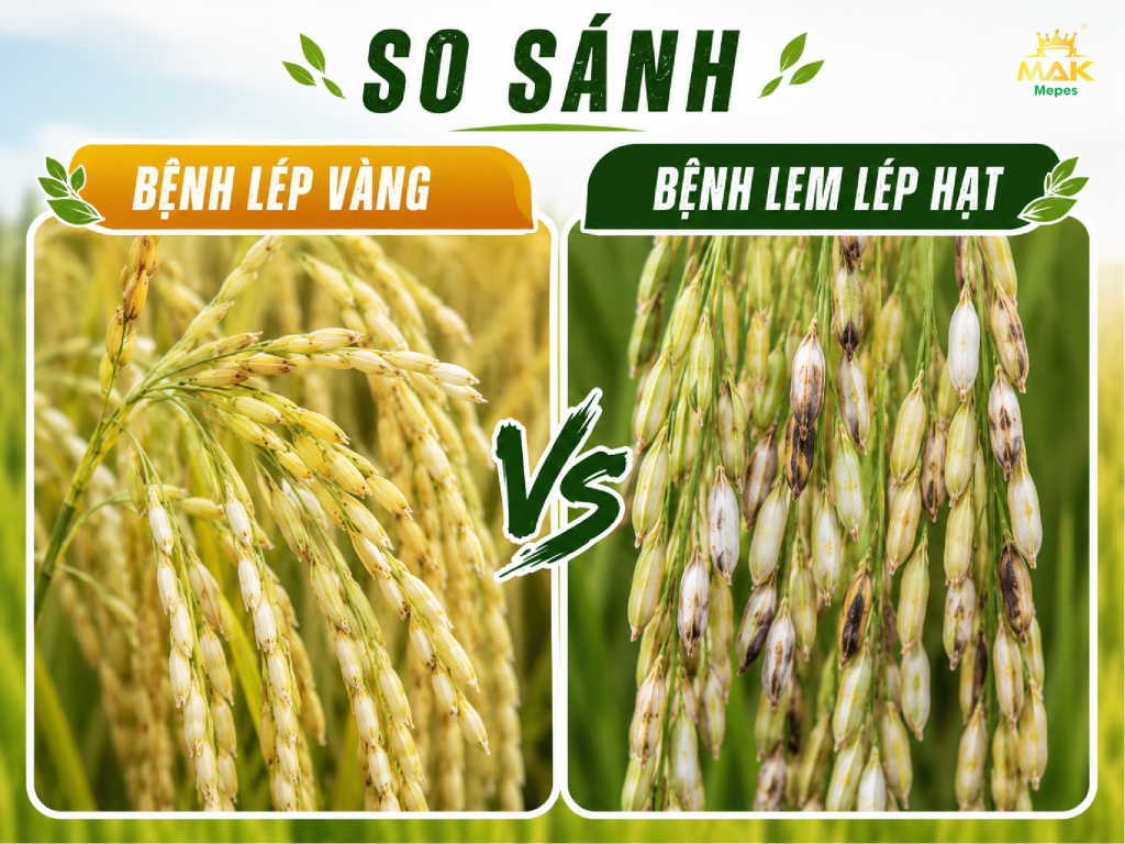 So sánh bệnh lép vàng và bệnh lem lép hạt trên lúa