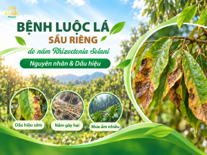 Bệnh luộc lá sầu riêng do nấm Rhizoctonia Solani