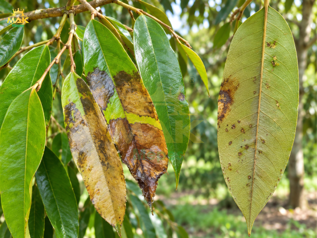 Bệnh luộc lá sầu riêng