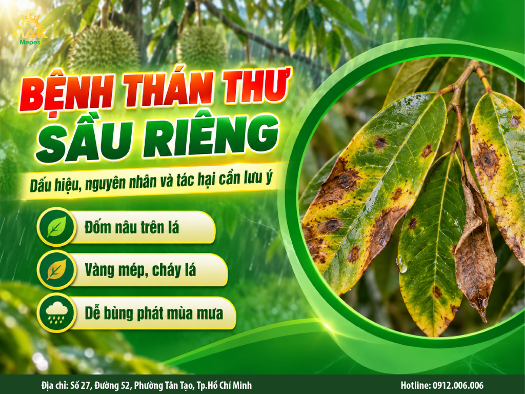 Bệnh thán thư sầu riêng: Dấu hiệu, nguyên nhân và các tác hại cần lưu ý