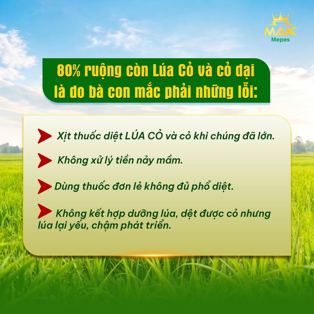 các sai lầm cần tránh ngay khi xử lý lúa cỏ từ đầu vụ