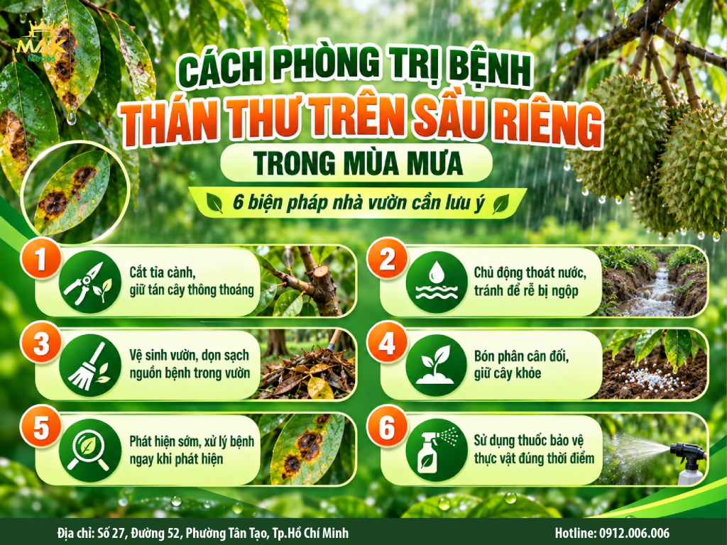 Cách phòng trị bệnh thán thư trên sầu riêng trong mùa mưa được bà con nông dân chia sẻ