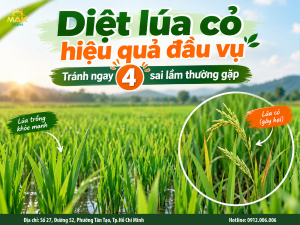 Diệt lúa cỏ hiệu quả ngay từ đầu vụ cần tránh ngay 4 sai lầm thường gặp