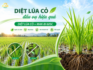 Diệt lúa cỏ hiệu quả từ đầu vụ với bộ giải pháp DIỆT LÚA CỎ và MAK-BI 60SC của Mak Mepes