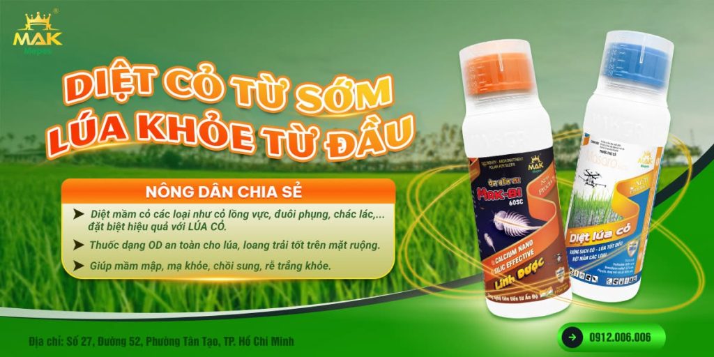 Diệt lúa cỏ từ sớm, lúa trồng khỏe ngay từ đầu vụ