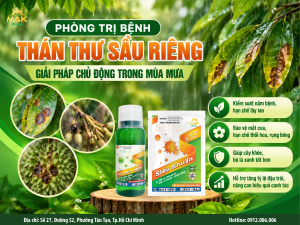 Giải pháp pòng trị bệnh thán thư sầu riêng - Giải pháp quản lý chủ động trong mùa mưa với Mepes