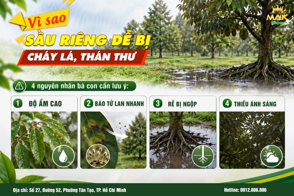 Vì sao bệnh thán thư sầu riêng dễ phát tán trong mùa mưa?