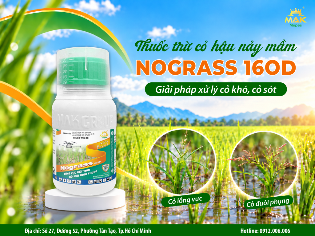 Thuốc trừ cỏ hậu nảy mầm NOGRASS 16OD: Giải pháp xử lý cỏ khó, cỏ sót trên ruộng lúa